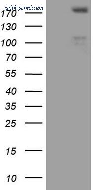 OriGene TA806894AM image 1