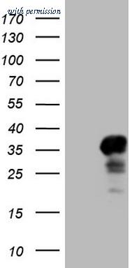 OriGene TA806984BM image 1