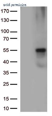 OriGene TA806987BM image 1