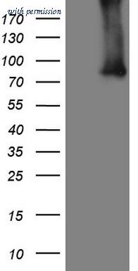 OriGene TA807011AM image 1