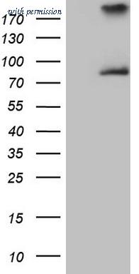 OriGene TA807021BM image 1