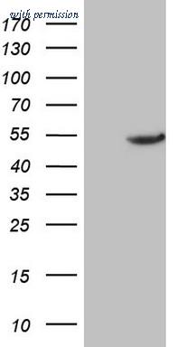 OriGene TA807044AM image 1