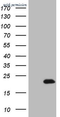 OriGene TA807045AM image 1