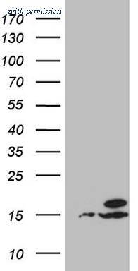 OriGene TA807200AM image 1