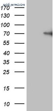 OriGene TA807225AM image 1