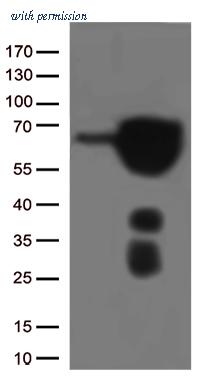 OriGene TA807239BM image 1