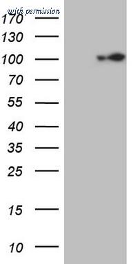 OriGene TA807408BM image 1