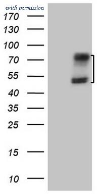 OriGene TA807410AM image 1
