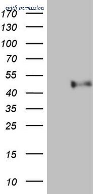 OriGene TA807428AM image 1