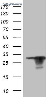 OriGene TA807451BM image 1