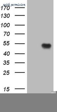 OriGene TA807481AM image 1