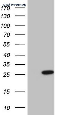 OriGene TA807537AM image 1