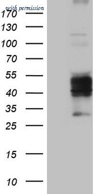 OriGene TA807650AM image 1