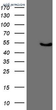 OriGene TA807664AM image 1