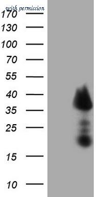 OriGene TA807708BM image 1