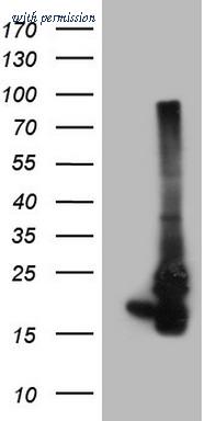 OriGene TA807710AM image 1
