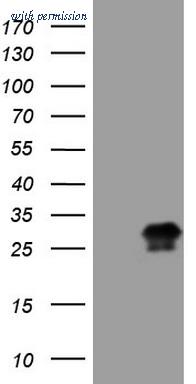 OriGene TA807715AM image 1
