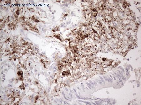 OriGene TA807745AM image 1
