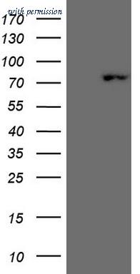 OriGene TA807779AM image 1