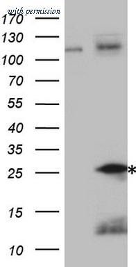 OriGene TA807833AM image 1