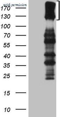 OriGene TA807874AM image 1