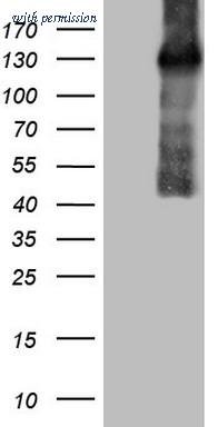 OriGene TA807876BM image 1