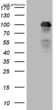 OriGene TA807882AM image 1