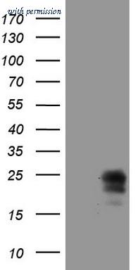 OriGene TA808009AM image 1