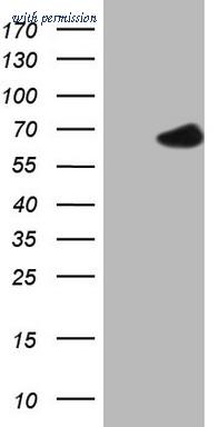 OriGene TA808095AM image 1