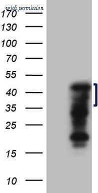 OriGene TA808242AM image 1