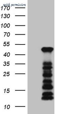 OriGene TA808272BM image 1