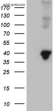 OriGene TA808273AM image 1