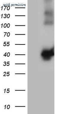 OriGene TA808286AM image 1
