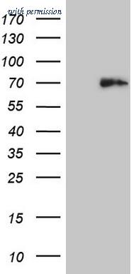 OriGene TA808327BM image 1