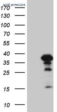 OriGene TA808343AM image 1