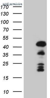 OriGene TA808362BM image 1