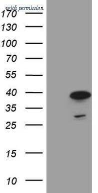 OriGene TA808423BM image 1