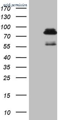 OriGene TA808457AM image 1