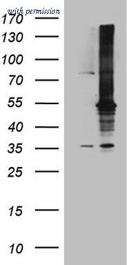OriGene TA808459AM image 1