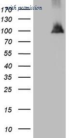 OriGene TA808549BM image 1