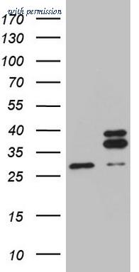 OriGene TA808643BM image 1