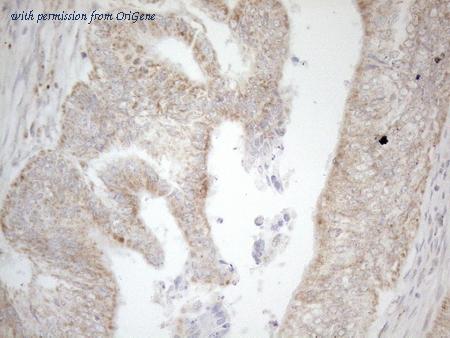 OriGene TA808666AM image 1