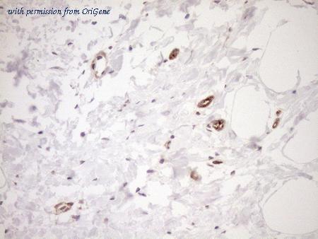OriGene TA808667BM image 1