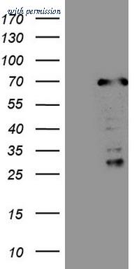 OriGene TA808671AM image 1