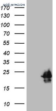 OriGene TA808681BM image 1