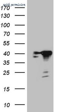 OriGene TA808763BM image 1