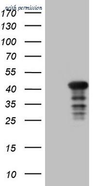 OriGene TA808768AM image 1
