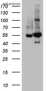 OriGene TA808810BM image 1