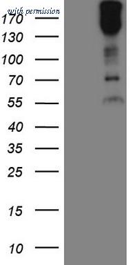 OriGene TA808830BM image 1