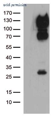 OriGene TA808864AM image 1